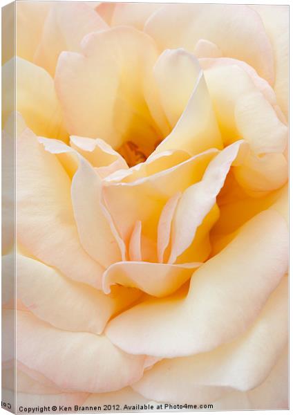 Peace rose close up Canvas Print by Oxon Images