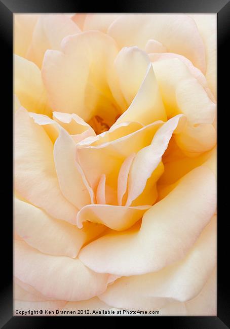 Peace rose close up Framed Print by Oxon Images
