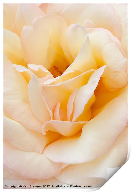Peace rose close up Print by Oxon Images