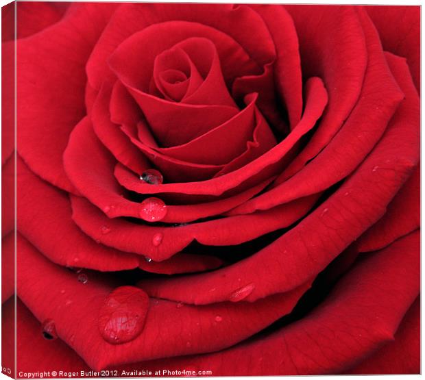 Red, Red Rose Canvas Print by Roger Butler