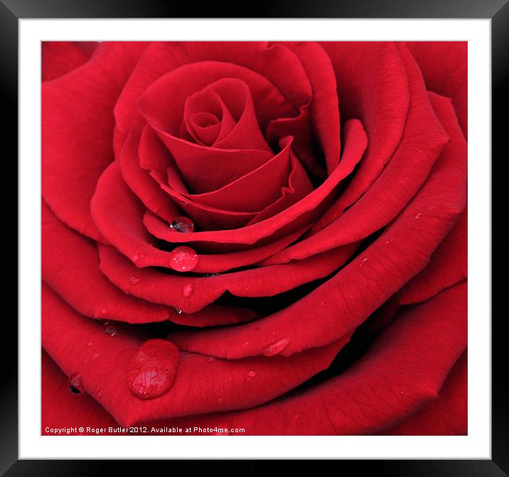 Red, Red Rose Framed Mounted Print by Roger Butler