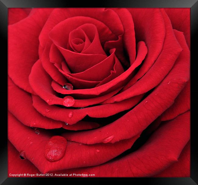 Red, Red Rose Framed Print by Roger Butler