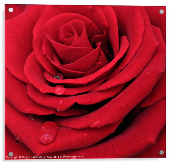 Red, Red Rose Acrylic by Roger Butler
