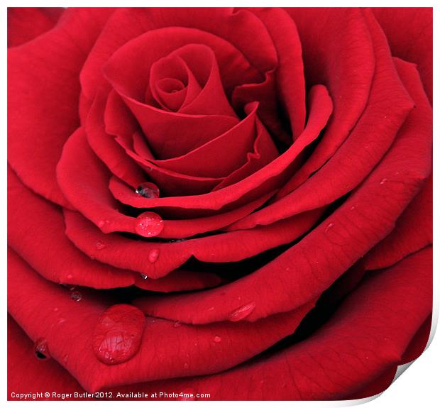 Red, Red Rose Print by Roger Butler