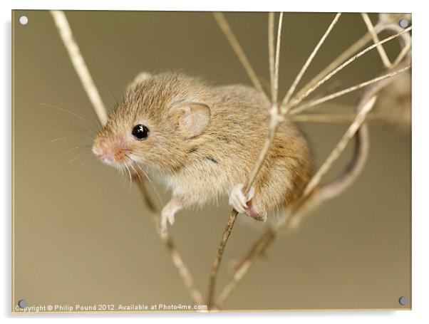 Harvest Mouse Acrylic by Philip Pound