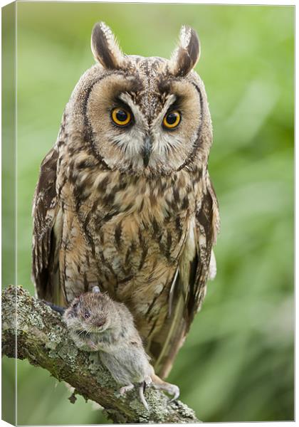 Long Eared Owl holding mouse Canvas Print by Philip Pound