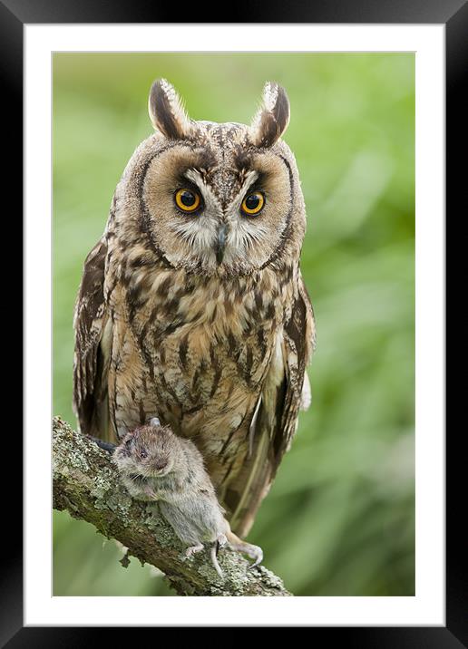 Long Eared Owl holding mouse Framed Mounted Print by Philip Pound