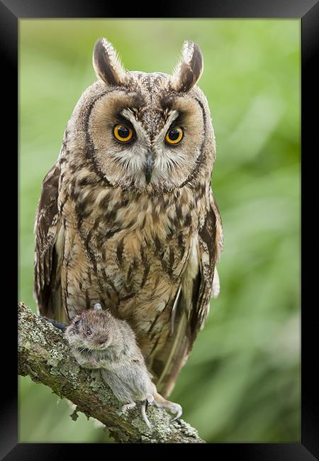 Long Eared Owl holding mouse Framed Print by Philip Pound