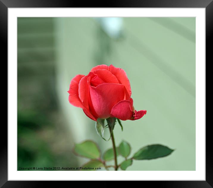 Pink  Rose Framed Mounted Print by Larry Stolle