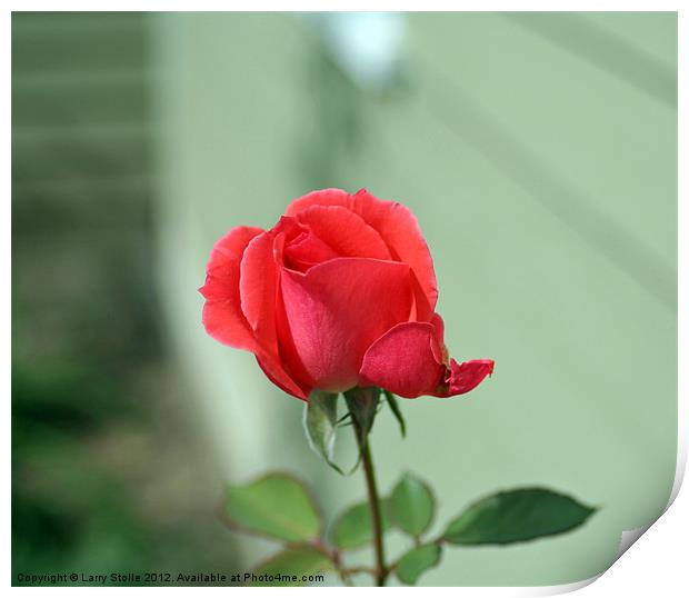Pink  Rose Print by Larry Stolle