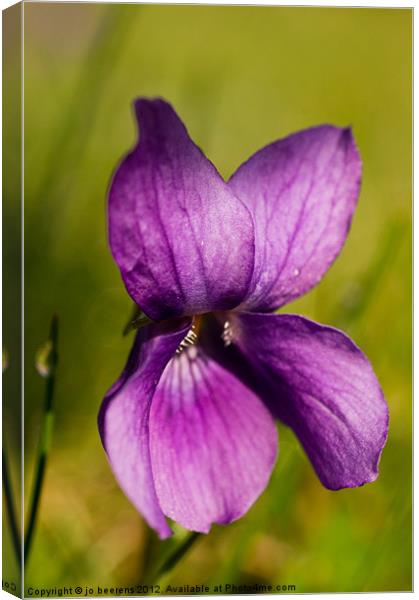 wild violet Canvas Print by Jo Beerens