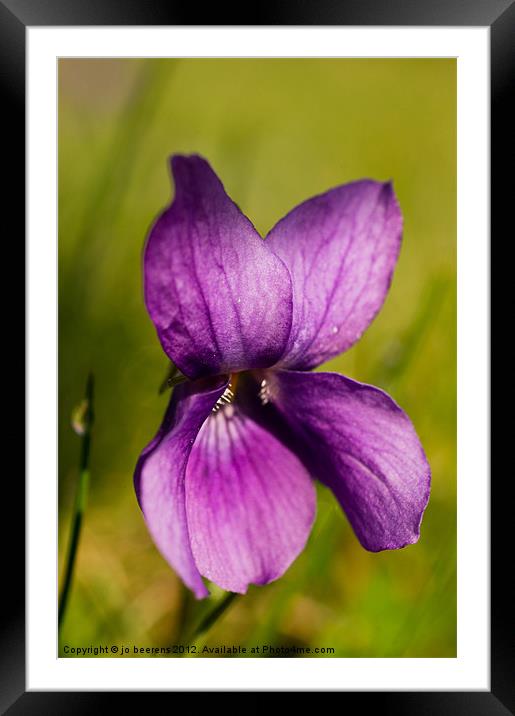 wild violet Framed Mounted Print by Jo Beerens