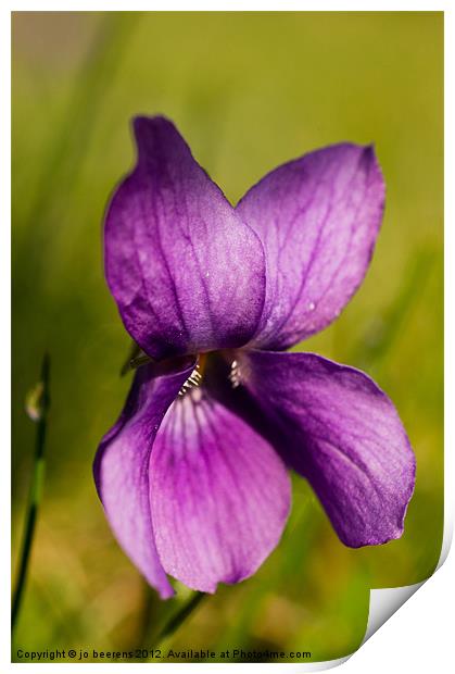 wild violet Print by Jo Beerens