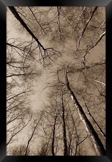 Epping  Forest trees Framed Print by David Pyatt