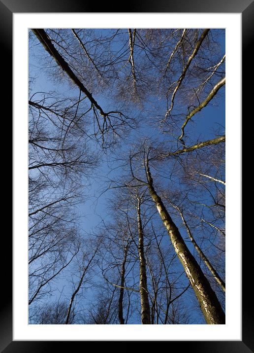 Epping  Forest trees Framed Mounted Print by David Pyatt