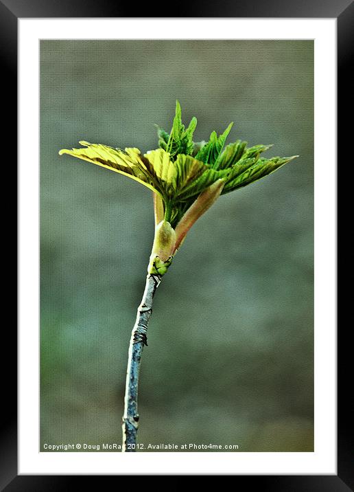 Spring leaf Framed Mounted Print by Doug McRae
