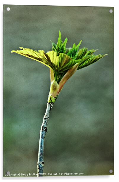 Spring leaf Acrylic by Doug McRae