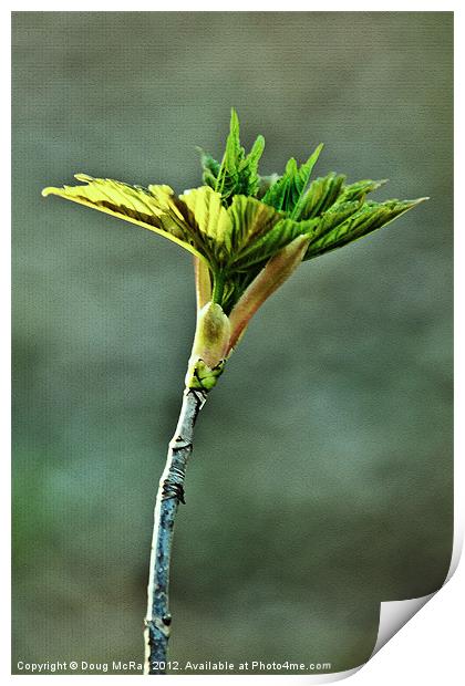 Spring leaf Print by Doug McRae