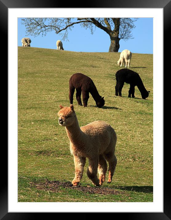 alpacas Framed Mounted Print by david harding