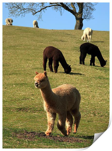 alpacas Print by david harding