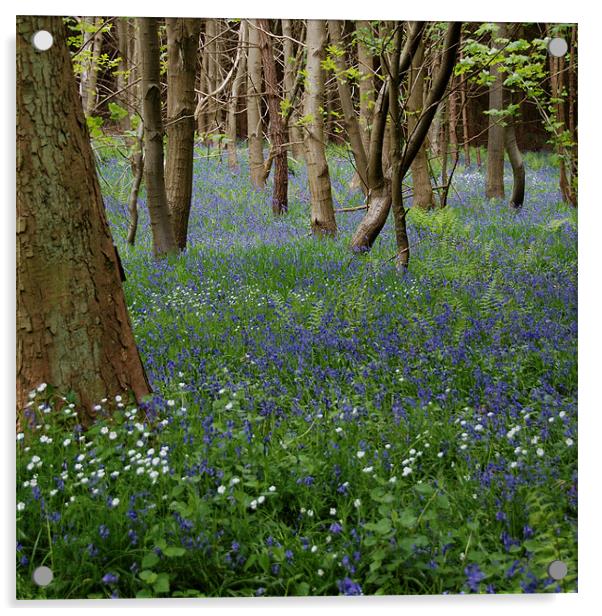 BlueBells,Derbyshire Acrylic by james green