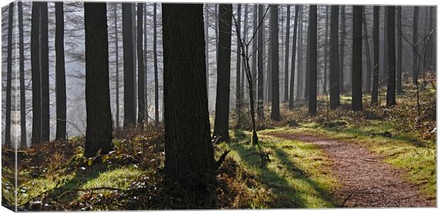 Whinlatter Forest Canvas Print by james green