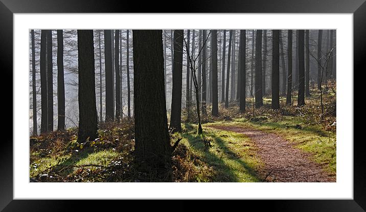 Whinlatter Forest Framed Mounted Print by james green