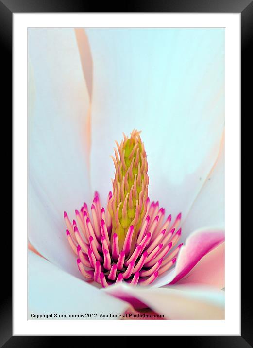 MAGNOLIA Framed Mounted Print by Rob Toombs