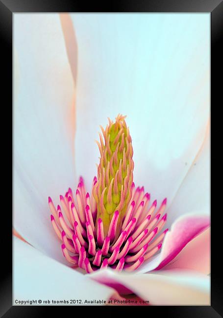 MAGNOLIA Framed Print by Rob Toombs