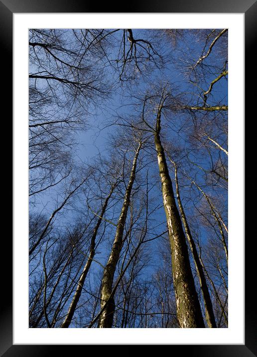 Epping  Forest trees Framed Mounted Print by David Pyatt