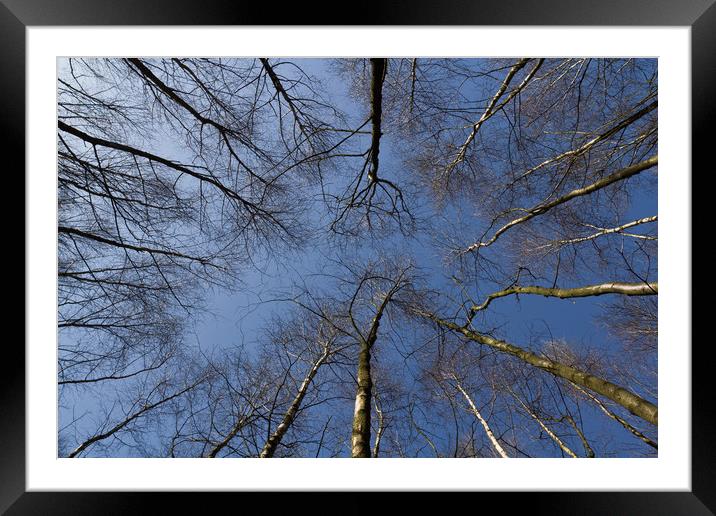 Epping  Forest trees Framed Mounted Print by David Pyatt