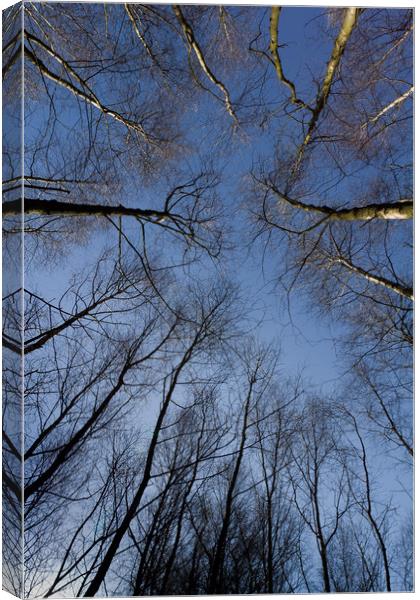 Epping  Forest trees Canvas Print by David Pyatt