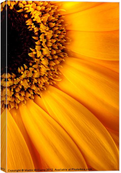 Sun Burst - Sunflower Canvas Print by Martin Williams