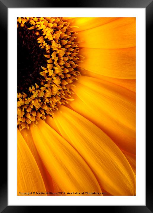 Sun Burst - Sunflower Framed Mounted Print by Martin Williams