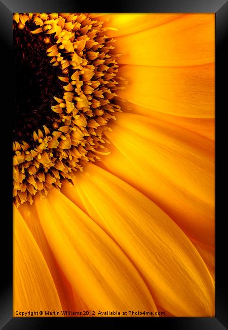 Sun Burst - Sunflower Framed Print by Martin Williams