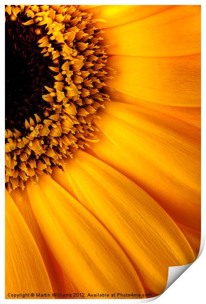 Sun Burst - Sunflower Print by Martin Williams