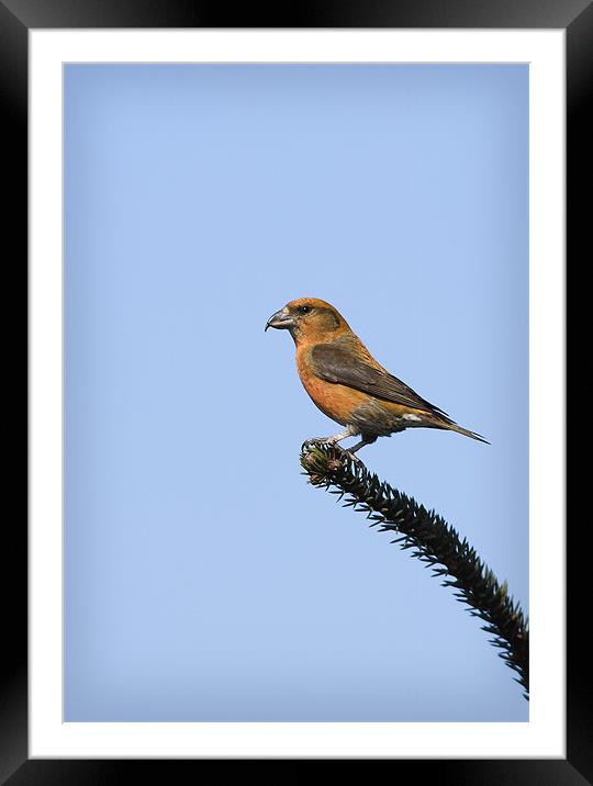 CROSSBILL #1 Framed Mounted Print by Anthony R Dudley (LRPS)