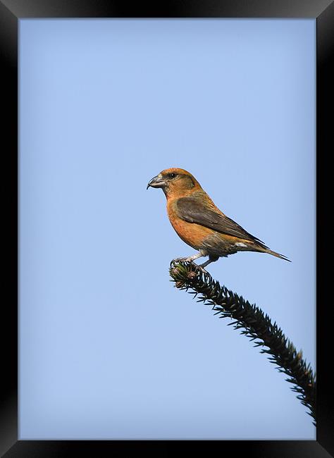 CROSSBILL #1 Framed Print by Anthony R Dudley (LRPS)