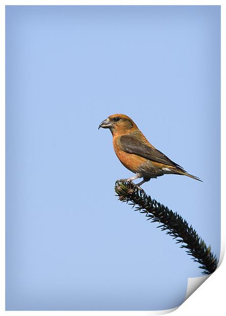 CROSSBILL #1 Print by Anthony R Dudley (LRPS)