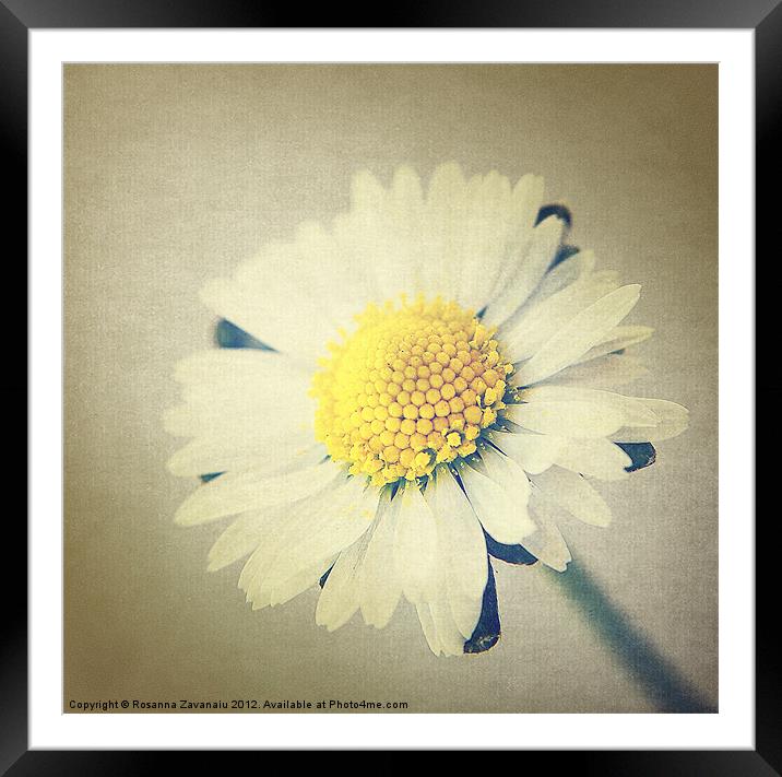 One single daisy. Framed Mounted Print by Rosanna Zavanaiu