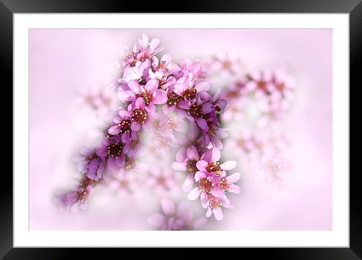 Baby Pink Flowers Framed Mounted Print by Jacqi Elmslie