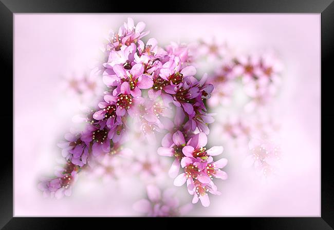 Baby Pink Flowers Framed Print by Jacqi Elmslie