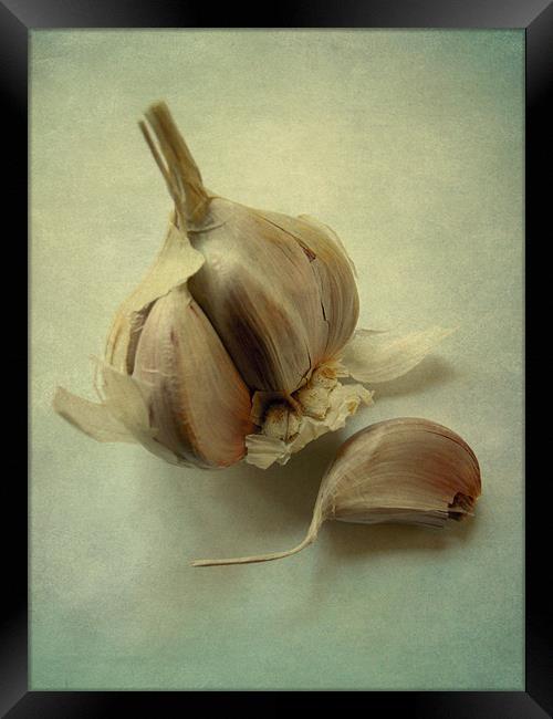 Allium sativum Framed Print by Heather Newton