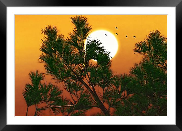 OVER THE PINES Framed Mounted Print by Tom York