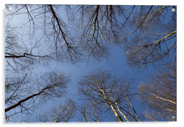 Epping  Forest trees Acrylic by David Pyatt