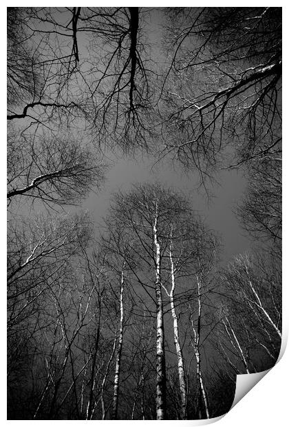 Epping  Forest trees Print by David Pyatt