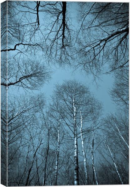 Epping  Forest trees Canvas Print by David Pyatt