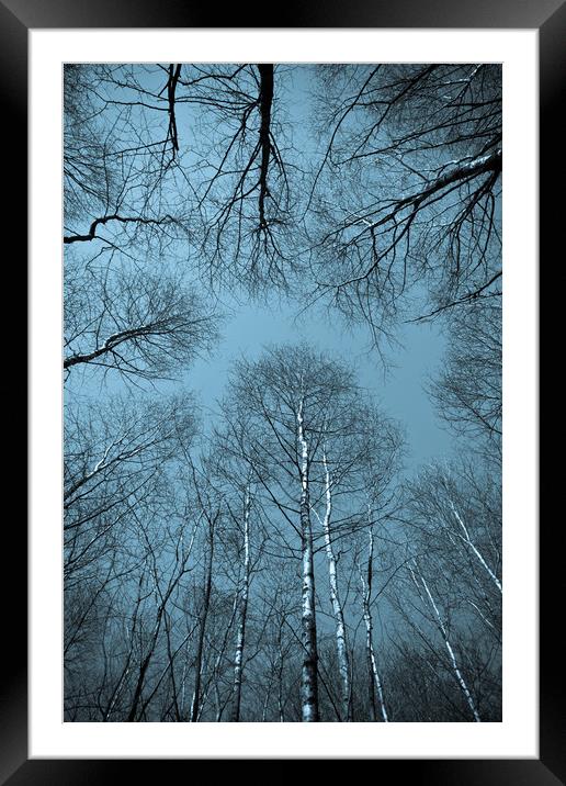 Epping  Forest trees Framed Mounted Print by David Pyatt
