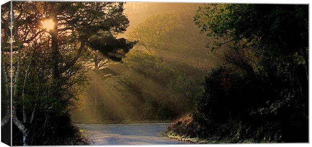 Morning Sunshine Canvas Print by barbara walsh