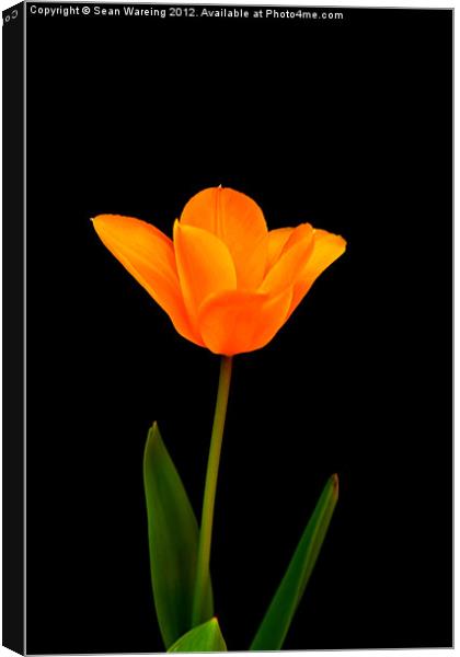 Tulip on black Canvas Print by Sean Wareing